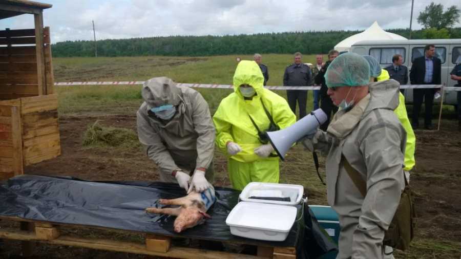 Вывоз труп животного в морг в городе Балашиха Московской области